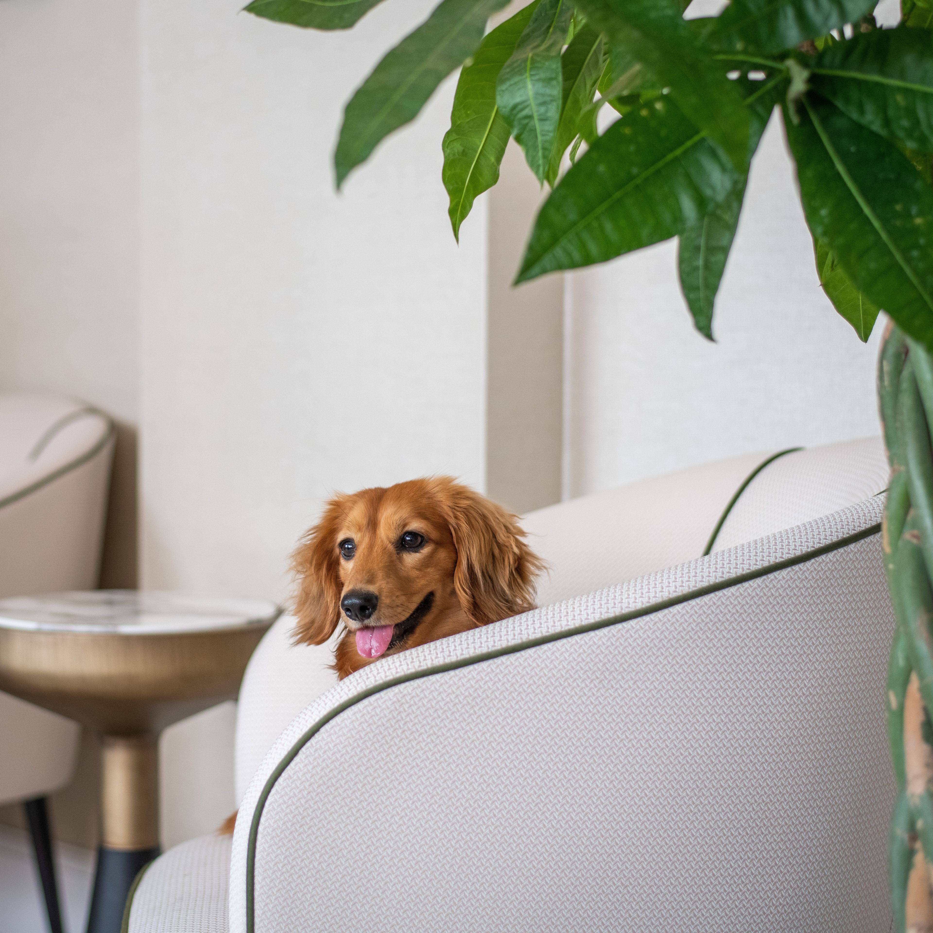 Sloane Place Restaurant Welcomes You and Your Pup